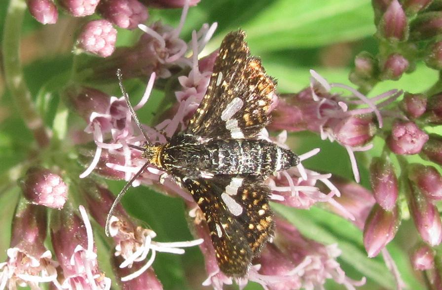 Thyris fenestrella